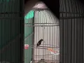 Download Lagu #kolibrininja #konin #kolibri #kicau #kicaumania #masteran #burung #masteranburung #kicauburung