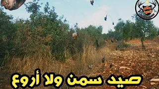 صيد سمنthrush Huntingبإستخدام الشباك بداية موسم تشرين الأول 