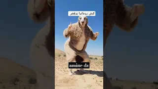 نشري كبش تاع رومانيا 