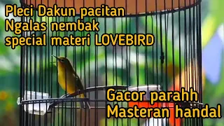 Download PLECI GACOR full ngeroll isian LOVEBIRD MP3