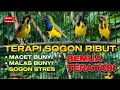 Lagu SUARA TERAPI SOGON RIBUT PALING JITU || ATASI SEMUA SOGON BISU