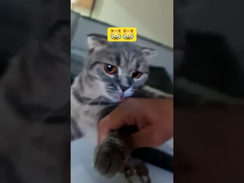 #funny #cat #catfunny #domy
