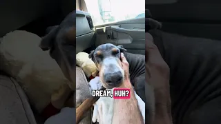 #fyp #dream #doberman #pets #youtube