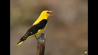 ابو صفير او الصفاري تحميل صوت 