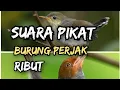 Download Lagu suara pikat burung perejak ribut #suarapikatburcil