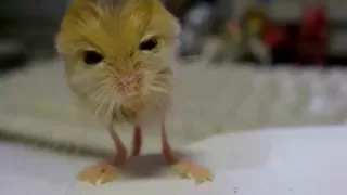pygmy jerboa