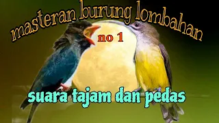 tembakan ngekek panjang dan jernih tengkek buto dan pijantung pisang