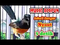 Download Lagu SUARA Pancingan Murai Batu Mantap bikin murai lain cepat respon NYAUT || Suara murai jantan