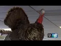 DNR accepting spring turkey hunting applications