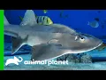 Download Lagu Big Mama The Bowmouth Guitarfish Might Be Pregnant! | The Aquarium