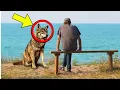 Download Lagu Wolf bezoekt Man elke dag op hetzelfde moment. Hij wordt bleek als hij beseft waarom.