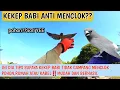 Download Lagu INI DIA TIPS SUPAYA KEKEP BABI TIDAK GAMPANG MENCLOK POHON,RUMAH ATAU KABEL‼️MUDAH DAN BERHASIL #fyp