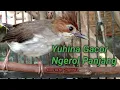 Download Lagu Yuhina Gacor NGEROL Panjang Suara Kicau Khas Kalimantan