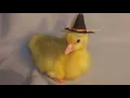 Duck Drip