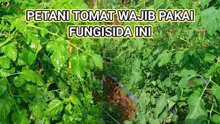 Download ROLLINGAN FUNGISIDA TOMAT MUSIM HUJAN (64hst) tumpangsari tomat dan cabe MP3