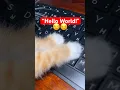 Download Lagu the story of the hacker kitten | ending 😅 #viral
