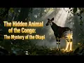 The Hidden Giraffe Okapi Discovering Africa s Most Mysterious Animal