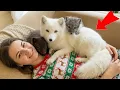 Lagu I Raised an Arctic Fox from Baby - Her Reaction to Freedom SHOCKED Me