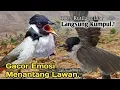 Download Lagu 💯% AMPUH,‼️ SUARA PIKAT KUTILANG GACOR EMOSI..
