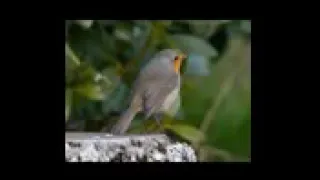 صوت ابوحن ابو الحناء صوت ممتاز للصيد 