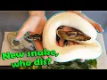 What to do When you Bring a New Snake Home