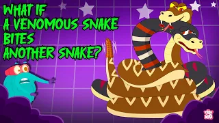 Deadliest Battle Rattle Snake vs Cobra What Happens If a Venomous Snake Bites Another Snake
