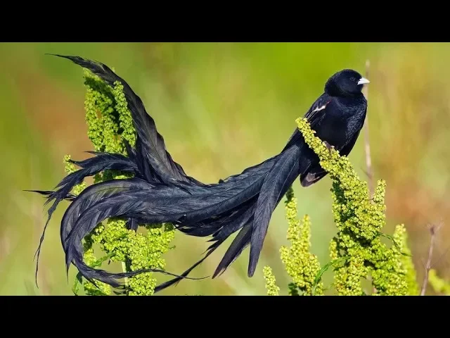 Download MP3 KICAUAN burung alam liar paling indah dengan aliran air untuk terapi, rileksasi,ketenangan #1