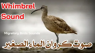 صوت كروان الماء الصغير طراقة Whimbrel Sound 