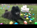 Happy Easter Learning how to make gifs