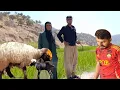 Download Lagu The troubles that Hashem causes for his family