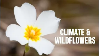 Download Climate and Wildflowers: Leavenworthia Study Sheds Light on Roles of Climate Change and Conservation MP3