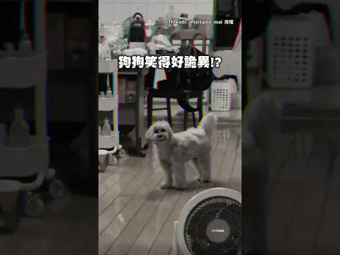 【笑得你心發寒】馬爾泰迪「詭異勾唇」超像小丑!原來是咬著腳套XD #Shorts