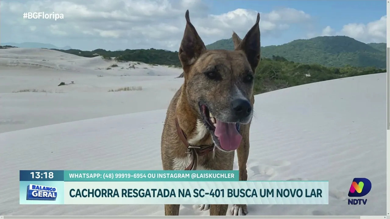 Adote um amigo: cachorrinha resgatada na SC-401 busca um novo lar