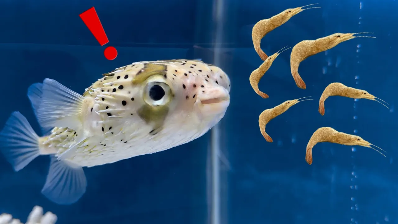 餌をばくばく食べるハリセンボンが可愛すぎる【アクアリウム】