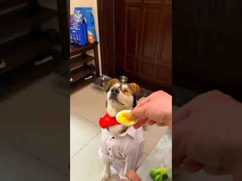 dog eating chicken 🍗 #shorts