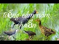 Lagu Tiếng cúm núm kết hợp quốc 2 loa riêng biệt