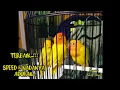 Terbaik..!! 1 Jam Full Masteran Lovebird Betina Konslet Untulan  Balibu \