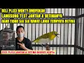 Download Lagu CARA TEST PLECI  BAHAN OMBYOKAN JANTAN \u0026 BETINA JAMINAN AKURAT 100% !!!