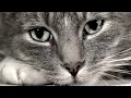 Sad Cat Diary