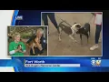 Fort Worth Adoptable Pets Ready For Mega Adoption Events