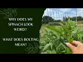 My spinach is bolting What to do with bolting spinach