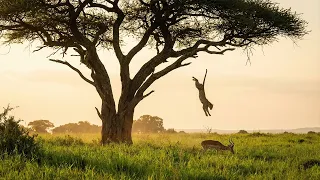 ¡Ataca desde 9 METROS de Altura! EL LEOPARDO, El Asesino Invisible que Cae del Cielo 🐆