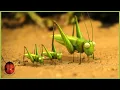 Download Lagu The Grasshopper Who Didn't Know How To Leap | Minuscule 🍃 40' Compilation