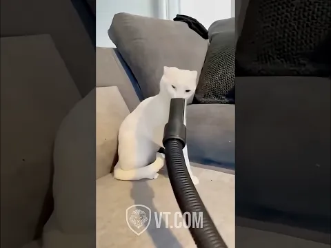 If Animals Could Talk #2 😂