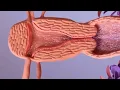Download Lagu Proses Terjadinya Pembuahan / Fertilisasi / Kehamilan