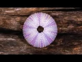 Relaxing Spa Music, Meditation, Sleep Music, Healing, Stress Relief, Yoga, Zen, Sleep, Spa, ☯2362