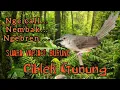 Download Lagu suara variasi burung ciblek gunung sangat cocok buat master dan pancingan