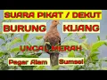 Download Lagu Suara pikat burung kijang, dekut BURUNG KIJANG khas pagar alam, sumatera selatan
