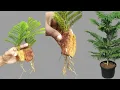 Download Lagu How to grow christmass tree ! Growing Christmass tree /Pine  tree cutting in pot.