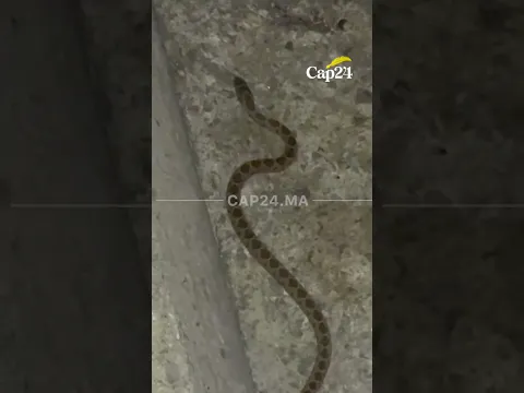 العثور على ثعبان صغير بالدرج الرابط بين الطفالين وجبل درسة بتطوان